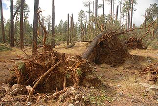 Mogollon Rim, October 21, 2010